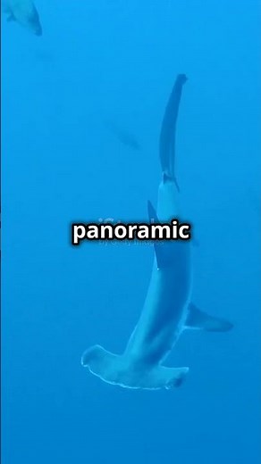 How Hammerhead Sharks See the World!