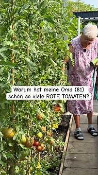 Why does my grandma (81) already have so many red tomatoes? Short for the video: Grandma's wateri...