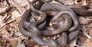 From Courtship to Asexual Reproduction: Unraveling Snake Breeding Behaviors