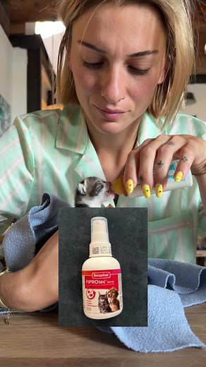 1er jour de sauvetage d'un chaton abandonné