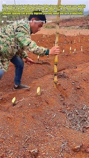Amazing Sugarcane Planting Tool #farming #agriculture #shorts
