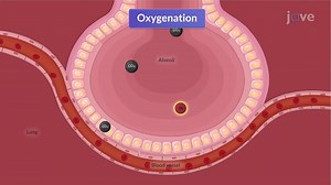 Video: Physiology of Respiration I: Functions of the Respiratory System