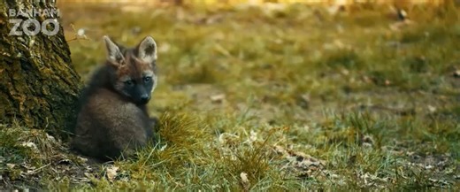 We're thrilled to announce the birth of four maned wolf pups - the first born at Banham Zoo in 20 years! 🐺 🎉 Born in January 2025 to first-time parents Enya and Thiago, the pups are now one month old and beginning to explore their surroundings. With habitat loss and human-wildlife conflict threatening the species, these births are a significant step forward for conservation. Only three UK zoos have successfully bred maned wolves in the past year, making this an incredible achievement for our t