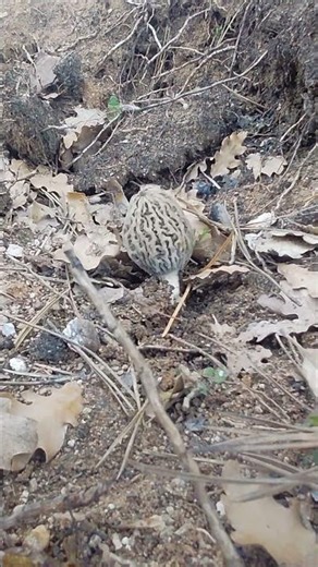 KUZUGÖBEĞİ MANTARI#MORCHELLA=BOLU