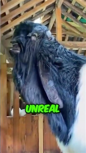 The Alien-Looking Goat That Will Shock You! #shorts