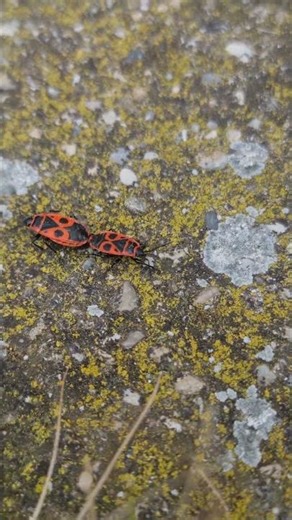 Nature's Tiny Circle of Life | Firebugs Connected 🐞🌿