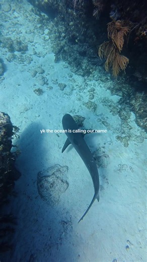 🤭🩵🤿 #ocean #oceanlife #underwater #freediving #fyp | ocean