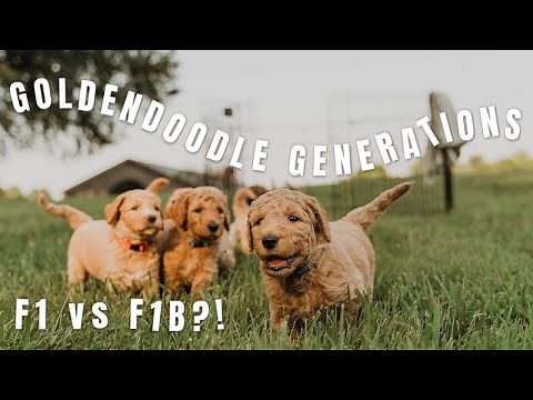 GOLDENDOODLE GENERATIONS EXPLAINED | What's The Difference?! F1, F1B, F2?!