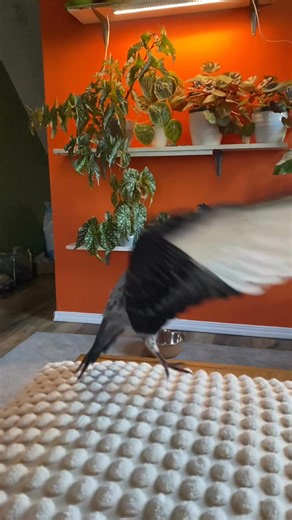 46K views · 1.6K reactions | Baby practicing #babypigeon | Chicago Pigeons | Facebook