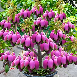 42K views · 864 reactions | How To Grow Mango Fruit To Mango Trees - with 100% Success | Tree Garden | Facebook