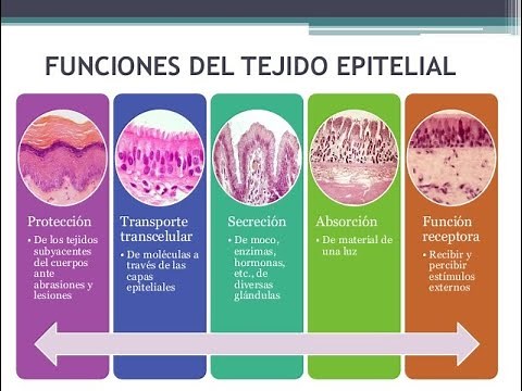 FUNCIONES DEL TEJIDO EPITELIAL- Loo