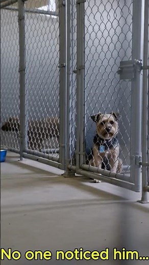 He Was Invisible… Until She Saw Him 💔 #rescuedog #shelterdog #emotional #dogadoption #adoptstrays