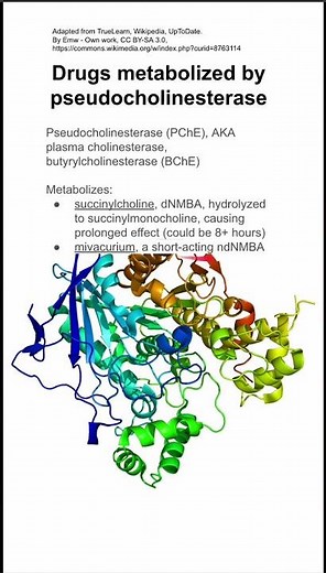Drugs metabolized by pseudocholinesterase