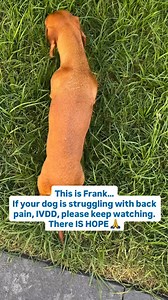 Is your dachshund suddenly wobbly on their back legs?Struggling to walk or having trouble getting up off the ground? It could be a sign of IVDD or spinal issues — and we know how heartbreaking that can be.But there is hope 💛 With a gentle, holistic approach - including natural therapies and powerful natural supplement Canine Vital Spinal Health, Frankie is back on his feet again! Give your dog the best chance of recovery and mobility. 👉 caninevital.com.au/products/spinal-health | Animal Holist