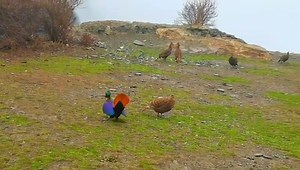 875K views · 2K reactions | amazing courtship display of male Himalayan Monal (棕尾虹雉,Lophophorus impejanus) -- dancing and jumping, and then tail fanning -- in Xizang (#Tibet) autonomous region. It is under top-class state protection in #China, and is the national bird of #Nepal. ❤石兴学 ❤❤❤ #Chinese #nature #birds #wildlife #XizangTravel #beauty #神奇动物在西藏 | Lin hillside | Facebook