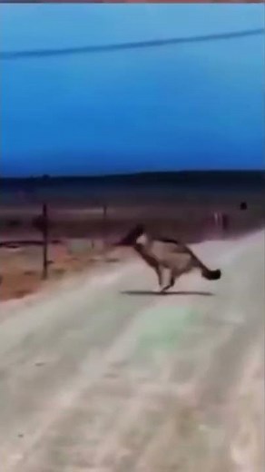 Alpha Wolf Jumping Tall Fences in Wild