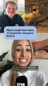 12K views · 86 reactions | Man’s snake bite takes 15 hours for venom to kick in  A man bitten by a suspected brown snake didn't have a reaction to the venom until 15 hours later. : Read more online by ABC News Elsie Adamo and Conor Burke : Video by ABC News Amal Wehbe Choose your news on the ABC NEWS app and stay in the know: ab.co/abcnewsapp | ABC Adelaide | Facebook