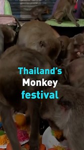 4.1K views · 22 reactions | The Thai city of Lopburi welcomed back its annual Monkey Festival. The city laid out plates of fruits, desserts, and vegetables for thousands of monkeys, expressing their appreciation for attracting foreign tourists. Take a look. | CGTN America | Facebook