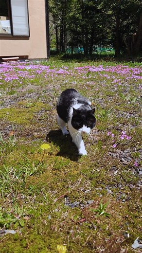 お散歩に行くニャー パート8 #cat #猫 #ねこ #ネコ #猫のいる暮らし #保護猫 #ハチワレ #shorts
