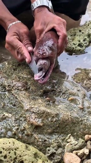 Giant Eel Swallows Another Eel! 😱🐍🐟 | Nature's Craziest Moment