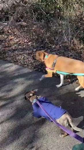 Meet Carrot a Hound currently available for adoption! 12/30/2025 9:31:53 AM