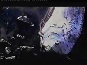 Only Live Oarfish Video - Amazing Strange & Rare Prehistoric Sea Monster