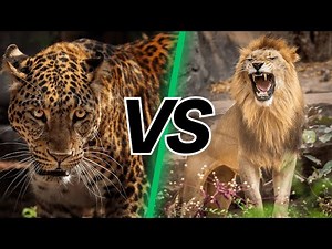 Jaguar vs Lion – Who Would Win in a Real Fight? | Big Cat Battle Breakdown
