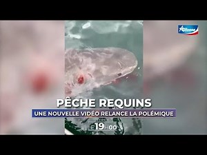 🇷🇪🦈 Jean-François Nativel crée la polémique avec une vidéo d’un #requin tigre à l’agonie - 1/09/2023