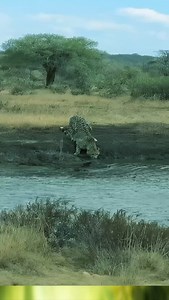 Découvrez un aperçu de mon safari de 7 jours en Tanzanie — couchers de soleil dans le Serengeti, vues spectaculaires du Cratère du Ngorongoro, géants de Tarangire et moments inoubliables avec les Big Five. Pour les voyageurs francophones : c’est l’aventure safari de rêve en Afrique, remplie de nature sauvage, de paysages à couper le souffle et d’expériences uniques. Venez vivre cette expérience extraordinaire avec nous ! 🌍🦁✨ Réservations & renseignements : 📩 info@responsibleafricansafaris.com