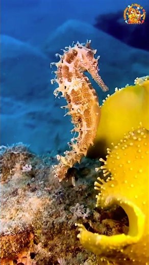 Seahorse #seahorse #ocean #marinebiology #underwaterphotography #seahorseart #sealife #reels