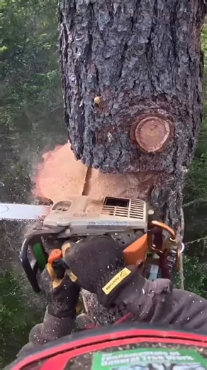 August Hunicke on Instagram: "Modded STIHL 200T"