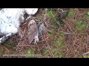 Chasse bécasse au Setter Anglais