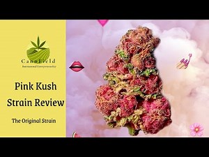 PINK KUSH STRAIN REVIEW (Super Rare)