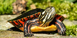 What Are These Vermont Animals?