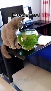 Funny Cats Being Silly: Compilations of Goofy Cat Moments