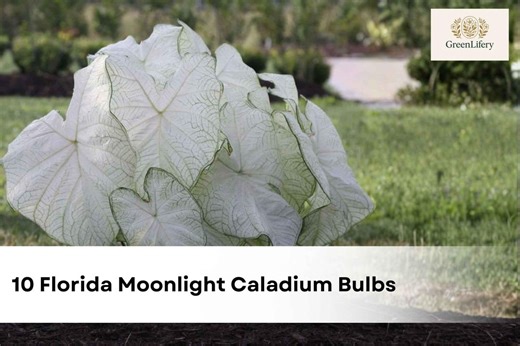 10 Florida Moonlight Caladium Bulbs | Tropical White Foliage - Etsy