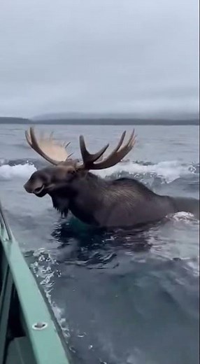 범고래 vs 무스(말코손바닥사슴) (캐나다 해안가)[Orca vs. Moose (Canadian Coastline)]