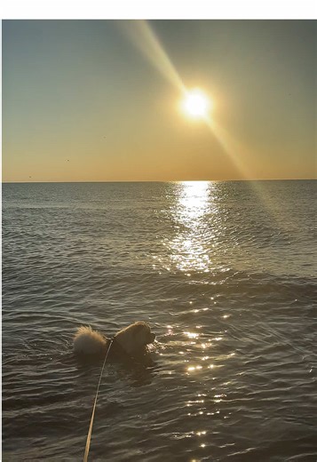 Anyone else’s chow love the waves… 🌊 #chowchow #dogsoftiktok #dogtok #puppiesoftiktok #dogsoftiktokviral #petlife