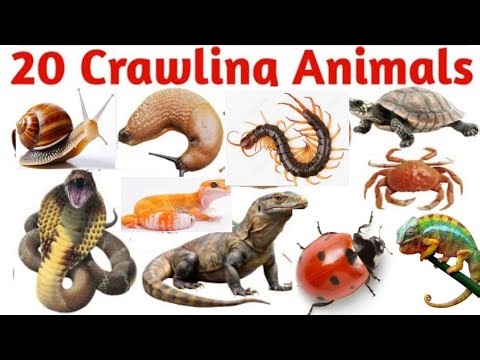 रेंगने वाले जानवरों के नाम | 20 Crawling Animals Name in English & Hindi | Kids learning Vocabulary