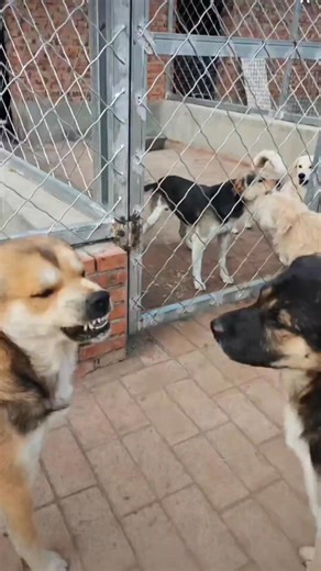 50K views · 845 reactions | Rocky's Son didn't let his uncle down, protecting him and preventing any rivals from getting close. #fblifestyle | King Charles dog | Facebook