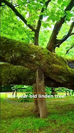 🌿 Discover the 800-Year-Old Linden Tree 🌳 | Kamenice nad Lipou, Czech Republic