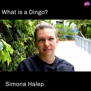 46K views · 693 reactions | "Is it a monkey?"  WTA Stars try to guess what a Dingo is!  | WTA | Facebook