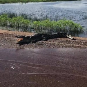 Not even trying to blend in anymore 👀🐊 📸 Leigh Renton | ABC Darwin