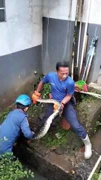 Evacuation of Python Hiding in the Sewer of SMAN 13 Garut #Garutpedia