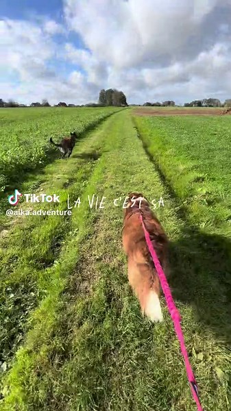 Dog Training Tips for Canicross Enthusiasts