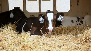 6.9K views · 238 reactions | Over the past decade, the rise of genomic technology has opened new doors for dairy cattle breeders throughout the world. In the most recent episode of What Up @ Holstein USA, we learn how genetic reports have evolved into a powerful information database accessible through Enlight from Zoetis Dairy. #WhatsUpAtHolsteinUSA #HolsteinNews #HolsteinAssociationUSA | Holstein Association USA | Facebook