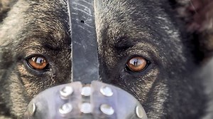 125K views · 2.7K reactions | During these dog days of summer, we’d like to salute our four-legged partners, the U.S. Army's military working dogs!  #KnowYourMil #DogsofDoD | U.S. Department of War | Facebook