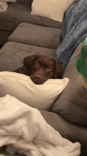 Funny Dog Watching You - Adorable Puppy Moments