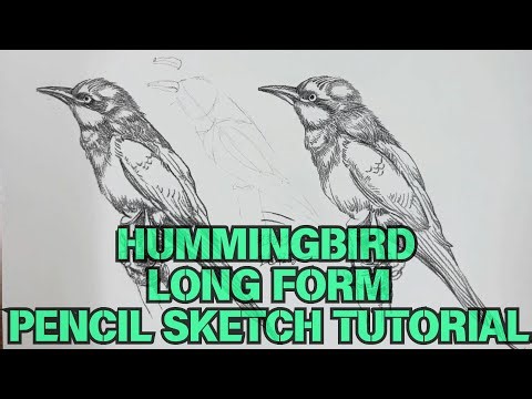 Pencil Sketching | Hummingbird Drawing Tutorial