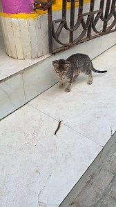Kitten meets with a big centipede #cat #kitten #centipede #catvscentipede | Andaman Baby